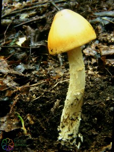 Safraanamaniet Amanita crocea.jpg_product